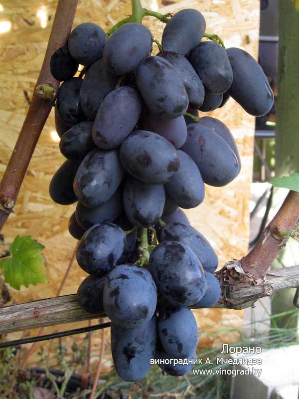 Виноград Лорано
