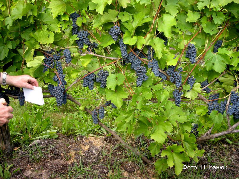 Виноград на промышленном винограднике