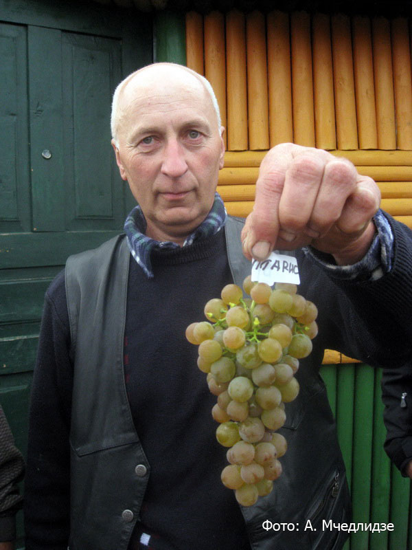 Друг из Литвы Иван Волуевич с гроздью своего винограда