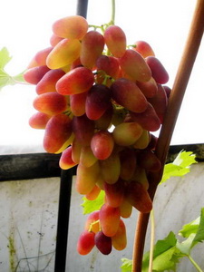фото виноград Арочный