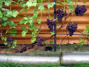Формировка винограда без штамба