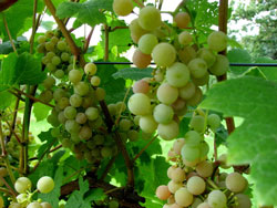 Сорт винограда Дублянский