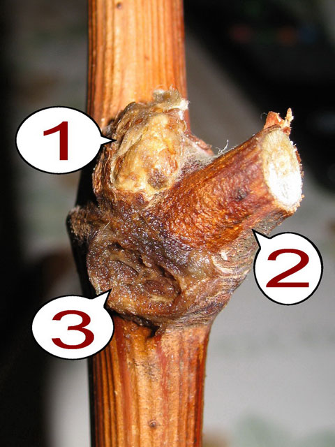 Фото 3. Узел черенка-1: глазок (1), основание пасынка (2), след опавшего листа (3)