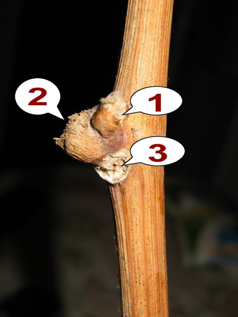 Фото 4. Узел черенка-2: глазок (1), основание пасынка (2), след опавшего листа (3)