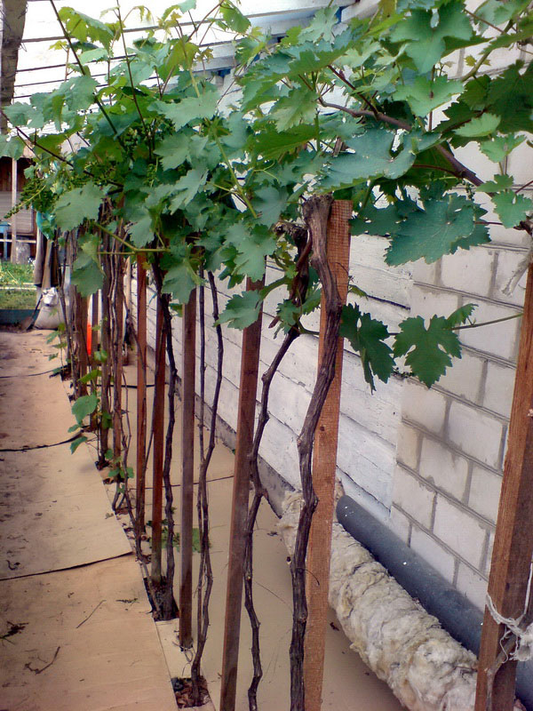 Мой опыт применения бесшпалерной головчатой формировки виноградного куста —Приусадебное виноградарство Беларуси
