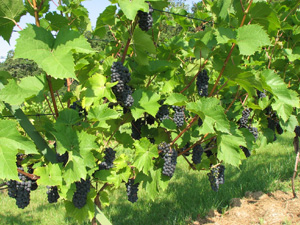 Надежный северный виноград