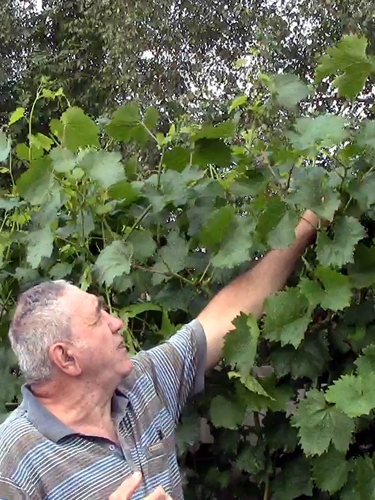 Укорачивание побегов винограда, летняя чеканка