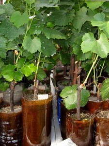 Когда лучше укоренять черенки виноград��? — Приусадебное виноградарствоБеларуси