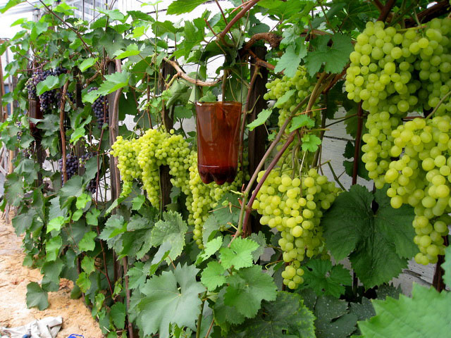 Виноград на высоком штамбе