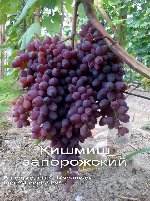 Виноград Кишмиш Запорожский Фото