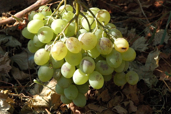 Как вырастить собственный виноградник: советы для начинающих