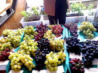 Выставка винограда