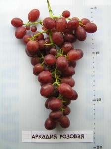 Сорт винограда Аркадия Розовая