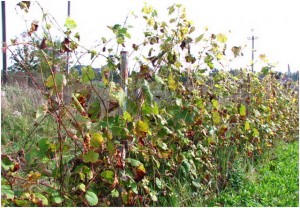 Сорта прибалтийской селекции Супага и Данге без химзащиты в условиях влажного лета 2009 г