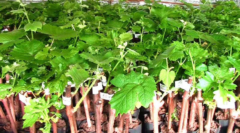 Нужен ли стимулятор корнеобразования для укоренения черенков винограда? —Приусадебное виноградарство Беларуси