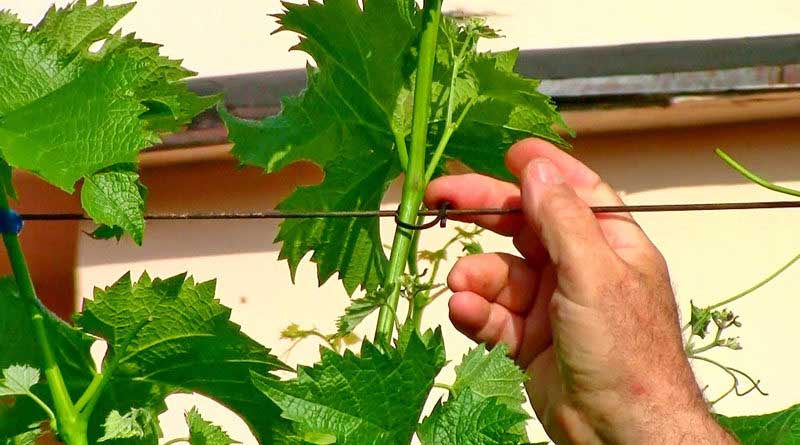 Удобные клипсы для подвязки винограда