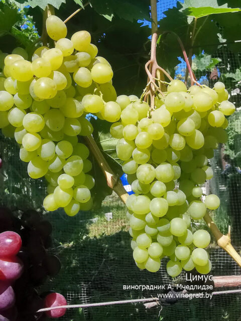 Какая формировка виноградного куста лучше? — Приусадебное виноградарствоБеларуси