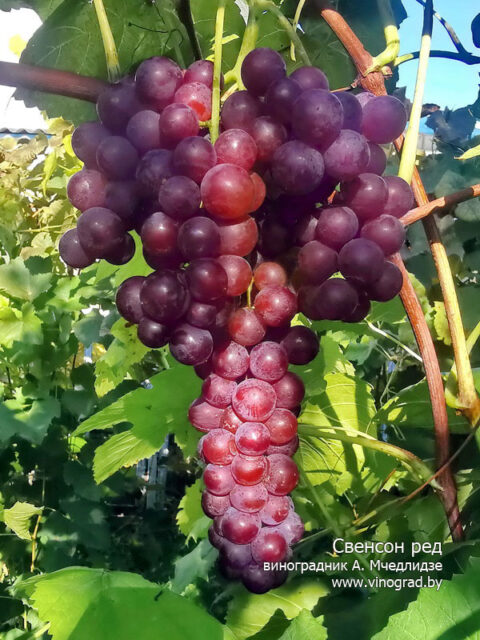 Видеоролики о выращивании винограда — Приусадебное виноградарство Беларуси
