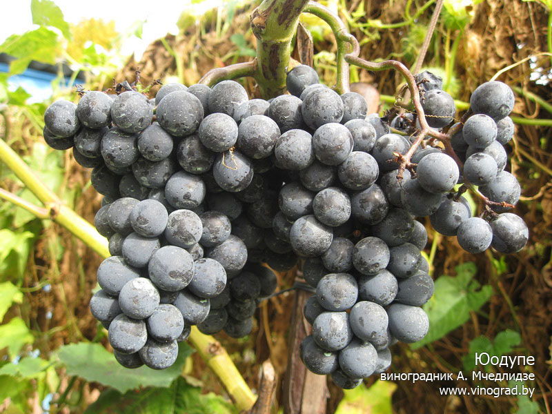 Юодупе — Приусадебное виноградарство Беларуси