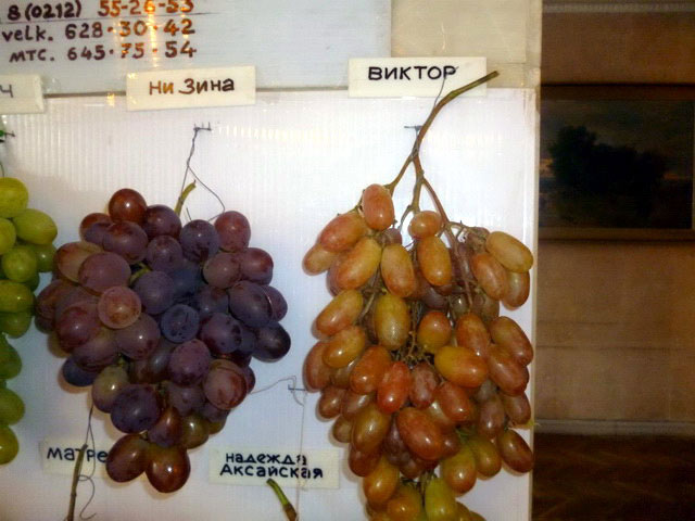 Грозди винограда на выставке